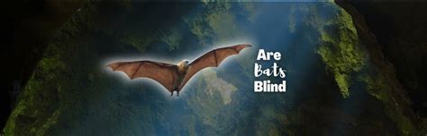 Are Bats Blind Discover The Fascinating World Of Bat Senses