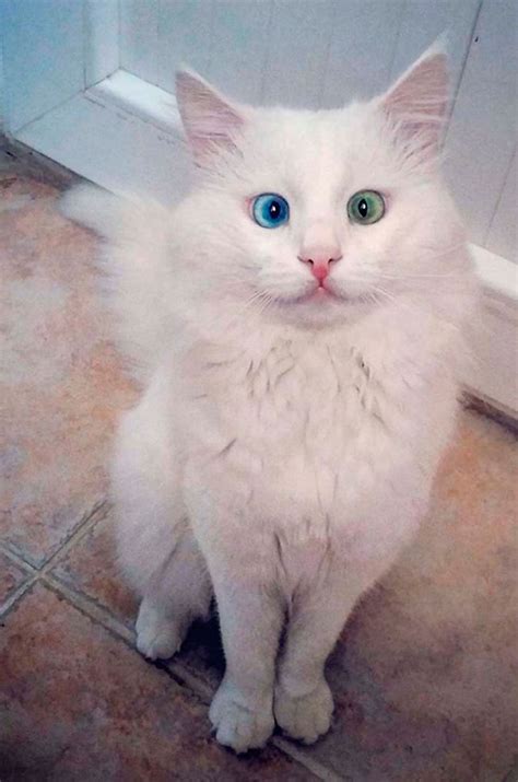 Les 50 Plus Beaux Chats Du Monde En Photos