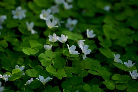 sorrel      sorrel stock  hd images