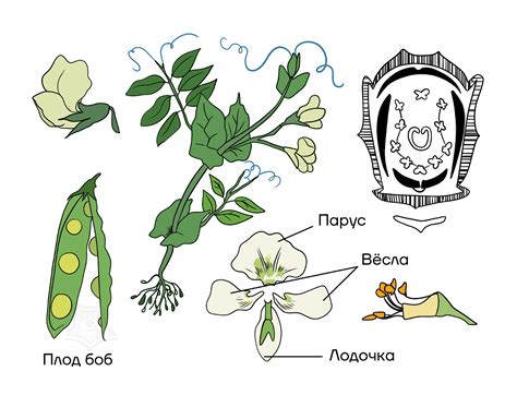 Бобовые рисунок - 53 фото