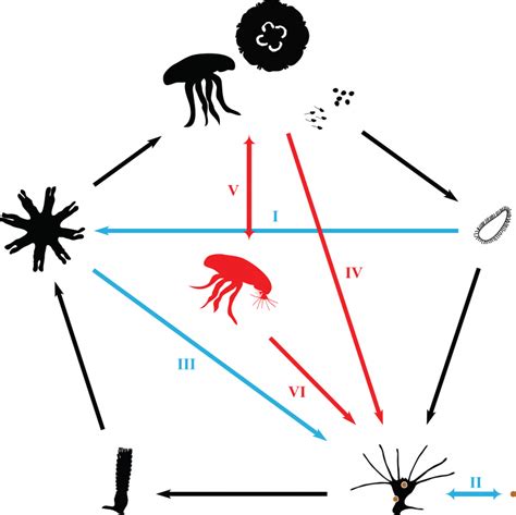 The Moon Jellyfish Has Amazing Superpowers - OutwardOn.com