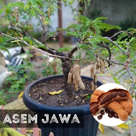 Jual Benih ASAM BONSAI Biji Pohon Asem Jawa Shopee Indonesia