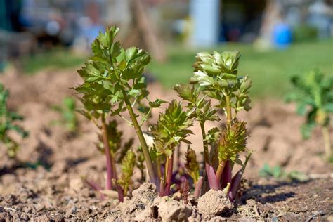 Liebstöckel Maggikraut pflanzen pflegen ernten GartenFlora