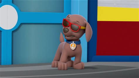 Zuma - PAW Patrol Photo (40577578) - Fanpop