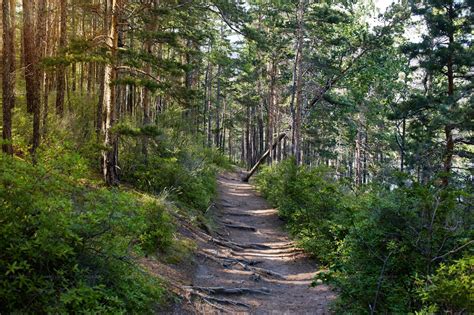 Path In Pine Forest Stock Photos Motion Array