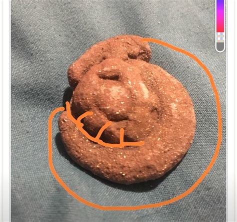 Amateur Fossil Finds Fossil ID The Fossil Forum