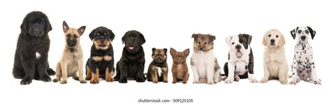 1015 Ten Dogs Images Stock Photos And Vectors Shutterstock