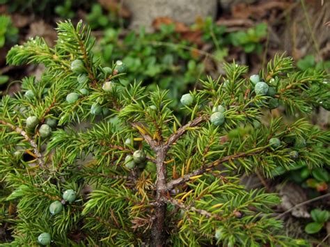 Можжевельник сибирский Juniperus sibirica Burgsd.