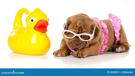 Perro En Bikini Imagen De Archivo Imagen De Perro Perrito