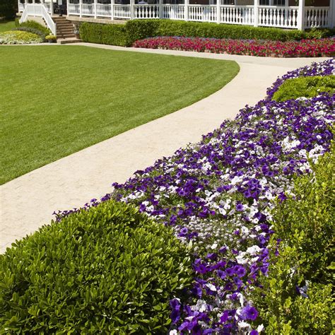 Petunia | Supertunia® Royal Velvet® | Proven Winners® Annuals – Proven