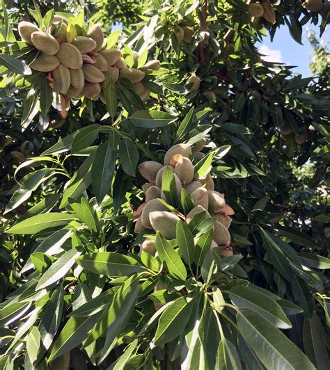 Bases Del Relanzamiento Del Cultivo Del Almendro En Espa A Horticultura