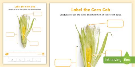 Parts Of Corn Labelling Activity Teacher Made Twinkl