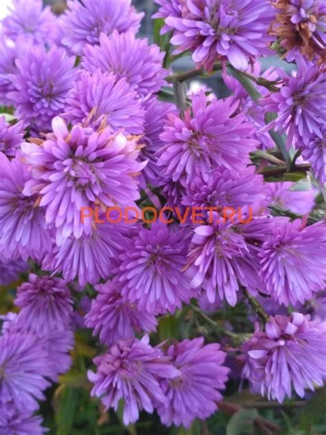 Астра N 403 - Хризантемы, астры, мята и многолетники