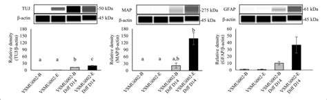 | Western blot analysis of neural differentiation derived from porcine ...