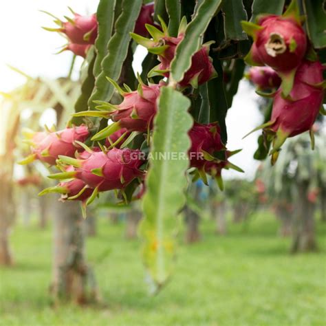 Graines Seeds Pitaya Blanc Et Rouge Fruit Du Dragon Hylocereus Undatus