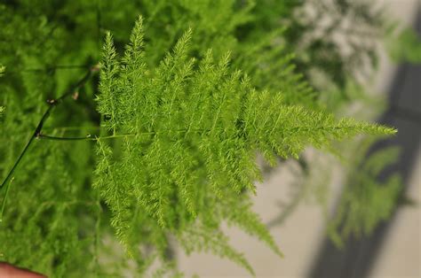 Common Asparagus Fern Asparagus Setaceus Flower Leaf Care Uses