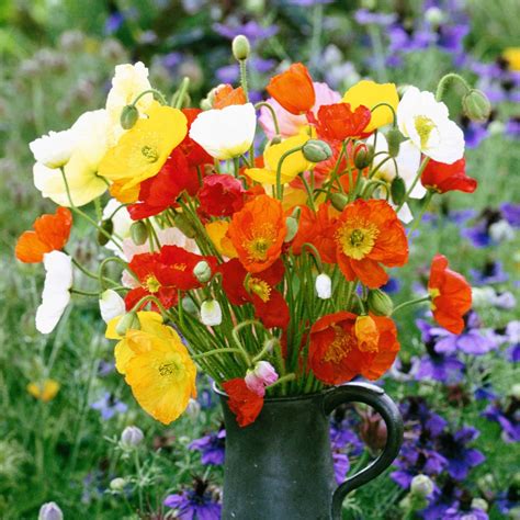 Iceland Poppy Seeds Mixed Colors Flower Seeds In Packets And Bulk