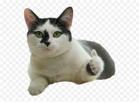 Cat Funny Png Transparent Cartoon Cat Stickers Png Funny Png Free