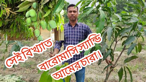 বারোমাসিআমগাছ স্যান্ডি চারা নিতে যোগাযোগ করুনসজীব বীজ ভান্ডার ও