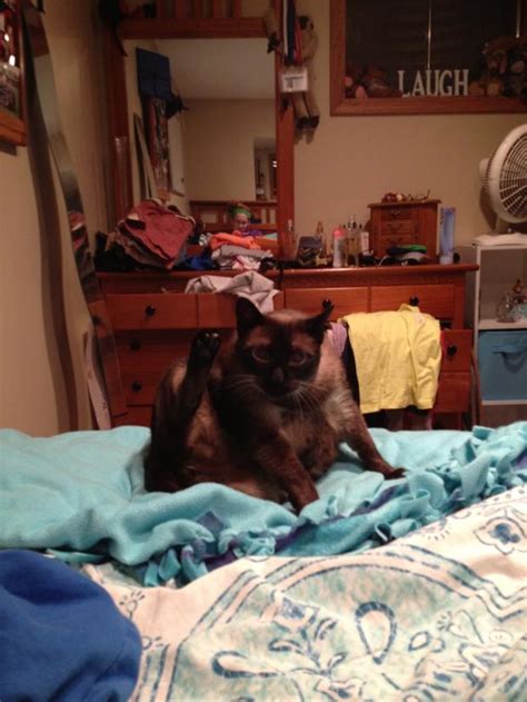 Pussy Kat Blank Template Imgflip