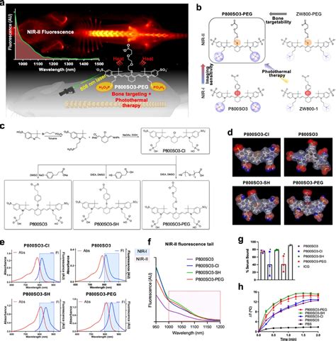 3D Fluorescence Tomography Imaging Of P800SO3 PEG In Nude Mice Under