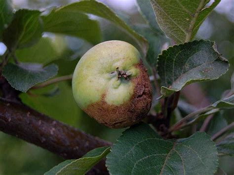 Болезни яблонь