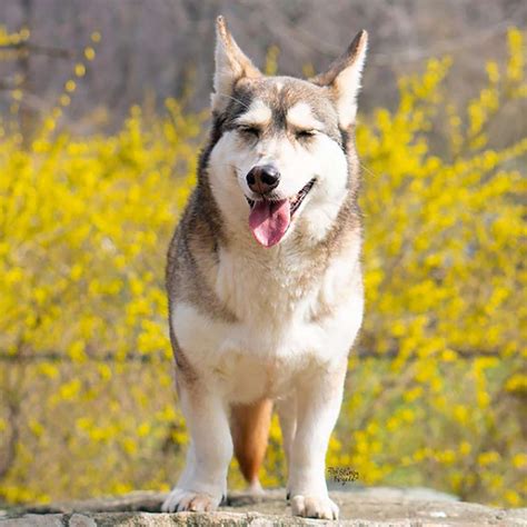 Siberian Husky Mixed With Corgi