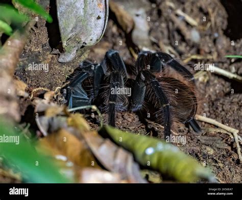 A Wild Brazilian Black Tarantula Grammostola Pulchra On Forest Floor