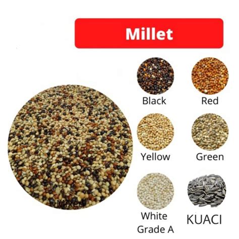 Mixed Millet Seed Bird Feed Yellow Millet Sekoi Campur Makanan