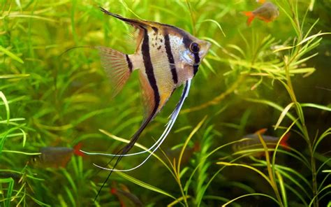 21 Types of Angelfish - Rare and Common Varieties - AquariumNexus