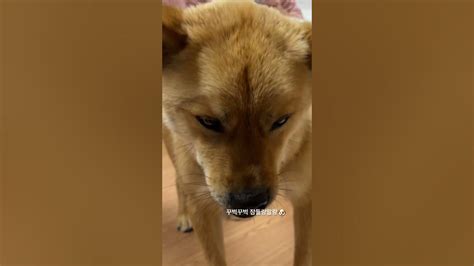 나눙잠이온다개😪😴 진돗개일상 Doglover Jindodog 반려견 Jindopuppy 강아지 강아지일상