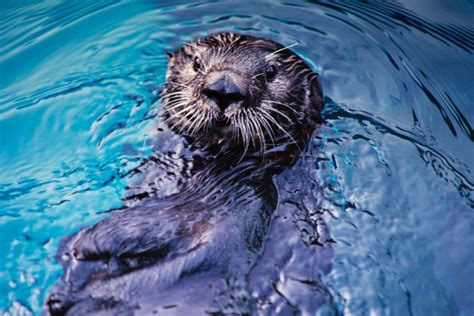 Oregon Zoo: Eddie the slam-dunking sea otter has died | KPIC