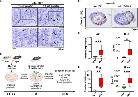 Frontiers Novel T Cellorganoid Culture System Allows Ex Vivo