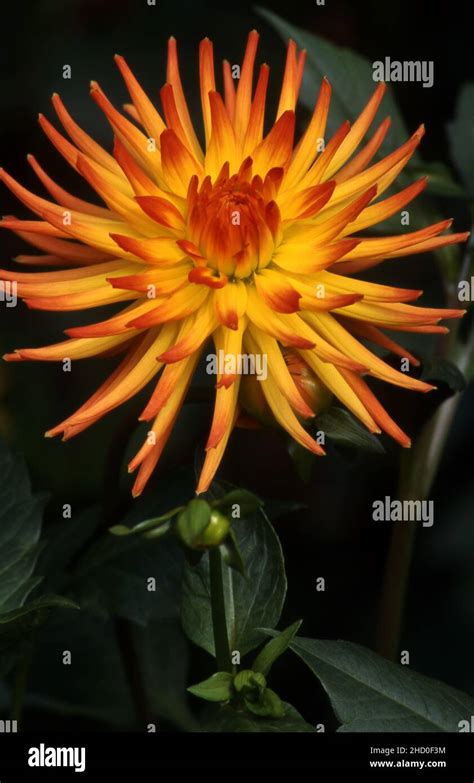 Orange Cactus Dahlia Flowers Stock Photo Alamy