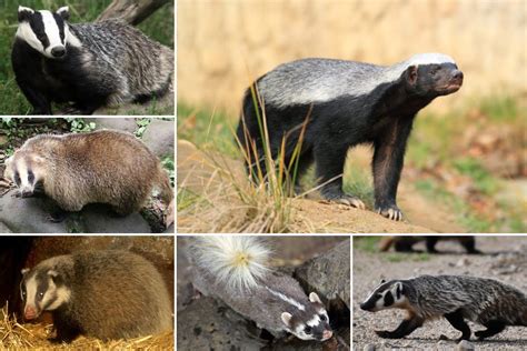 Badger Species: How Many Types Of Badgers Exist In The World?