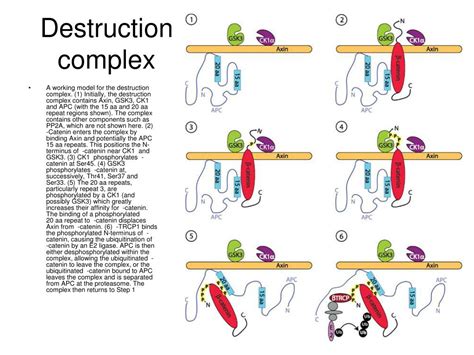 Ppt Wnt Signaling In Development And Disease Powerpoint Presentation