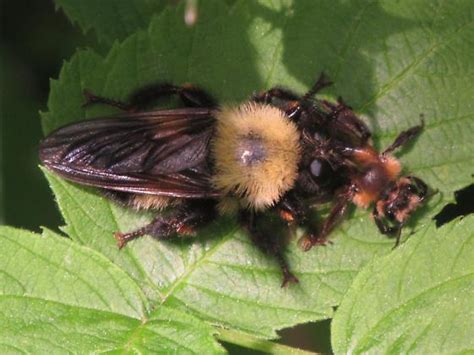 Laphria Sp Laphria Thoracica Bugguidenet