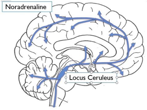 Consciousness and Reticular Formation Flashcards | Quizlet