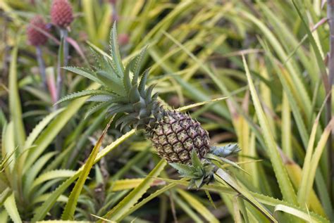 Free Stock photo of Close Up of Pineapple Plant | Photoeverywhere