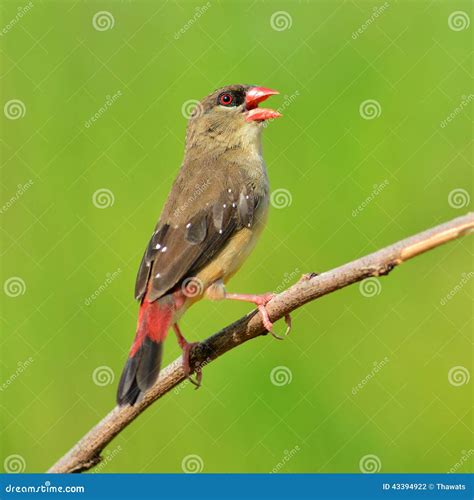 Red Avadavat Bird Stock Photo Image Of Asia Stunning 43394922