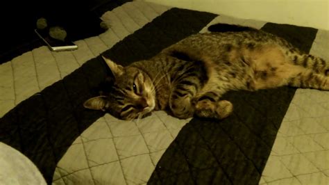 Hairy Pussy Gets Fingered YouTube