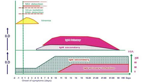 Clinical Phases Of Dengue Virus Infection Download Scientific Diagram