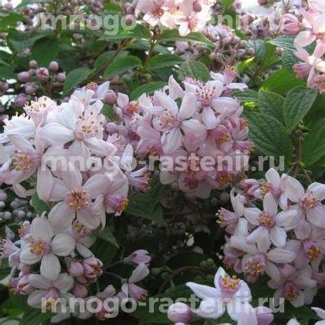 Саженцы Дейция гибридная Монт Роуз купить по цене 1320 руб. в Москве с ...