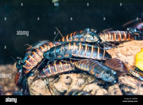 Colony Of Madagascar Hissing Cockroaches Gromphadorhina Portentosa