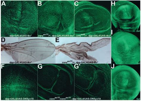 Over Expression Of Activated Tkv Mimics Coro Phenotypes A C