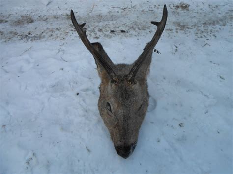 рога лося, косули - Guns.ru Talks