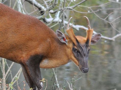 Indian muntjac - Alchetron, The Free Social Encyclopedia