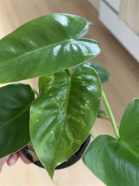 Mosaic Virus? : r/plantclinic