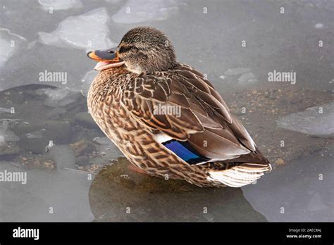 mallard feather  res stock photography  images alamy