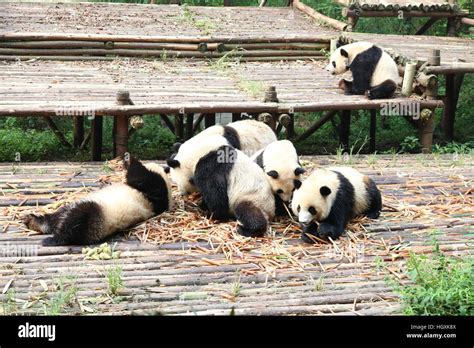 Pandas playing hi-res stock photography and images - Alamy